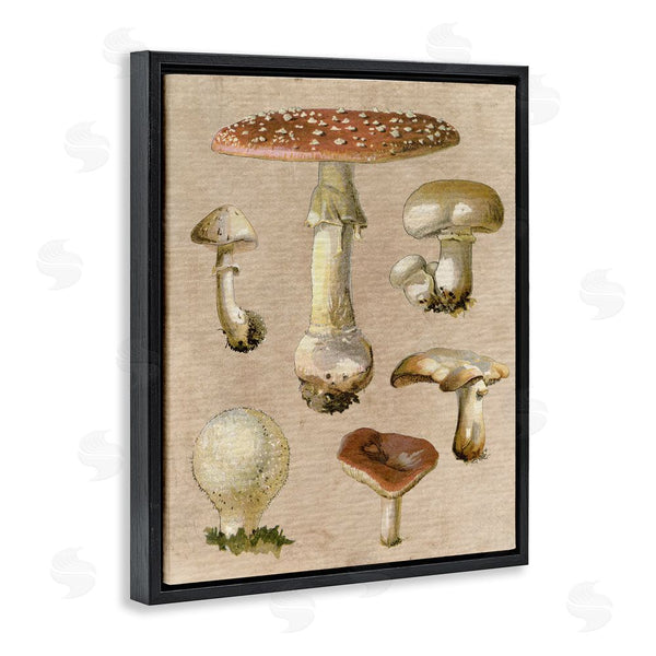 Stupell Industries Stupell Studio | Vintage Neutral Mushrooms Wall Art