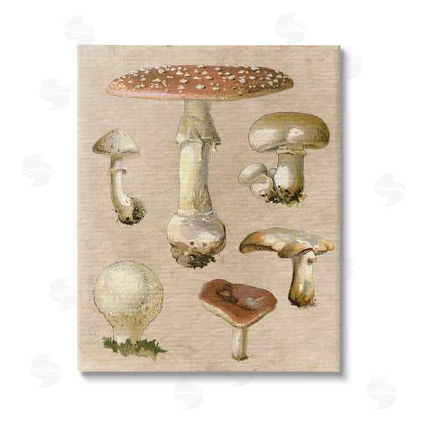stupell industries Stupell Studio | Vintage Neutral Mushrooms Wall Art