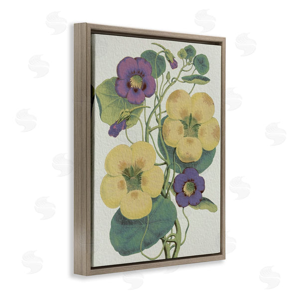 Stupell Industries Stupell Studio | Vintage Pansies Purple Yellow Petals Garden Study