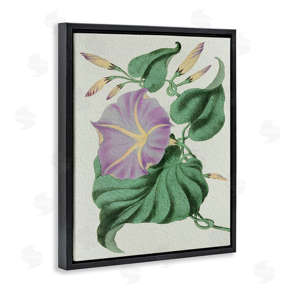Stupell Industries Stupell Studio | Vintage Purple Yellow Morning Glory Floral Study