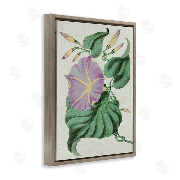 Stupell Industries Stupell Studio | Vintage Purple Yellow Morning Glory Floral Study