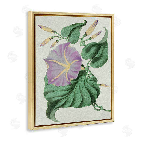 Stupell Industries Stupell Studio | Vintage Purple Yellow Morning Glory Floral Study