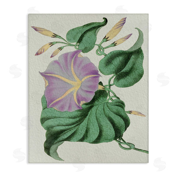 stupell industries Stupell Studio | Vintage Purple Yellow Morning Glory Floral Study