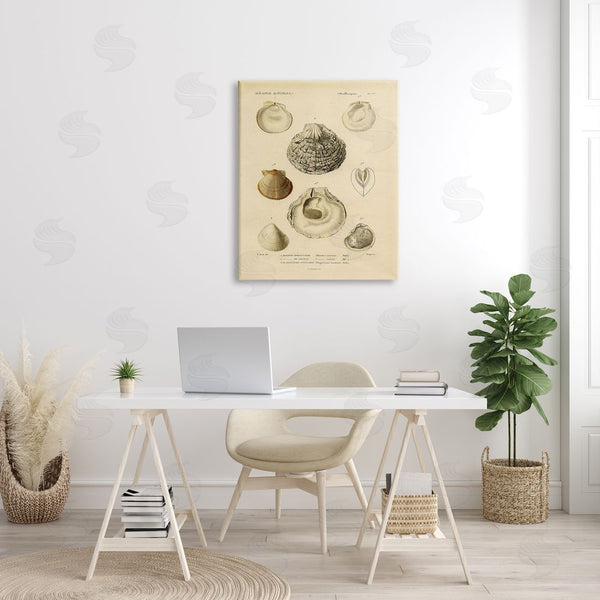Stupell Industries Stupell Studio | Vintage Sea Shell Latin Study Marine Chart Wall Art
