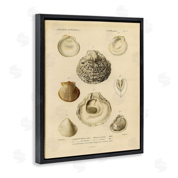 Stupell Industries Stupell Studio | Vintage Sea Shell Latin Study Marine Chart Wall Art