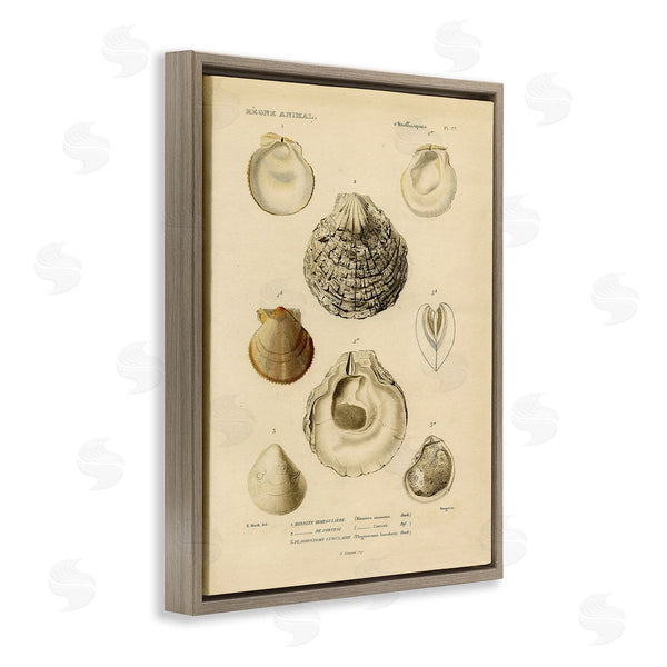 Stupell Industries Stupell Studio | Vintage Sea Shell Latin Study Marine Chart Wall Art