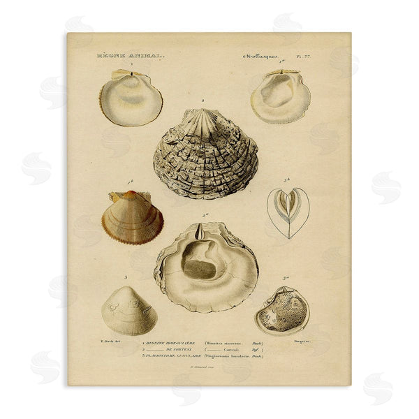 stupell industries Stupell Studio | Vintage Sea Shell Latin Study Marine Chart Wall Art