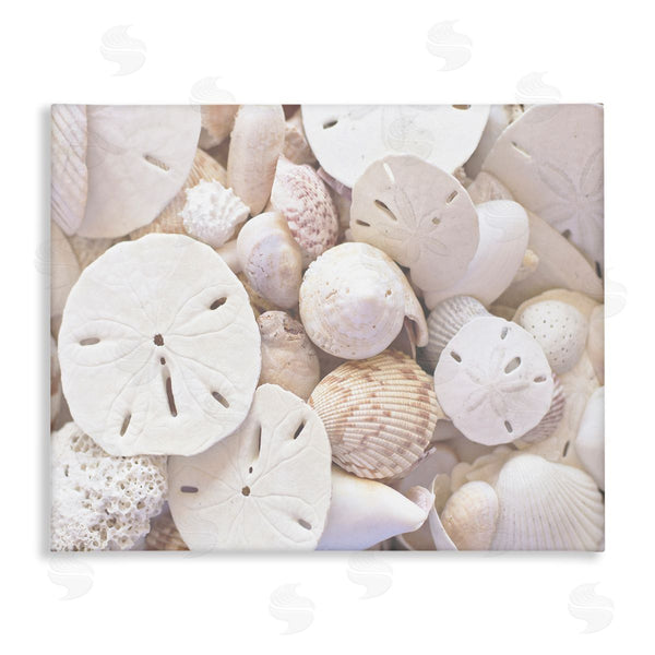 stupell industries Stupell Studio | White Mixed Sand Dollar Shells Wall Art