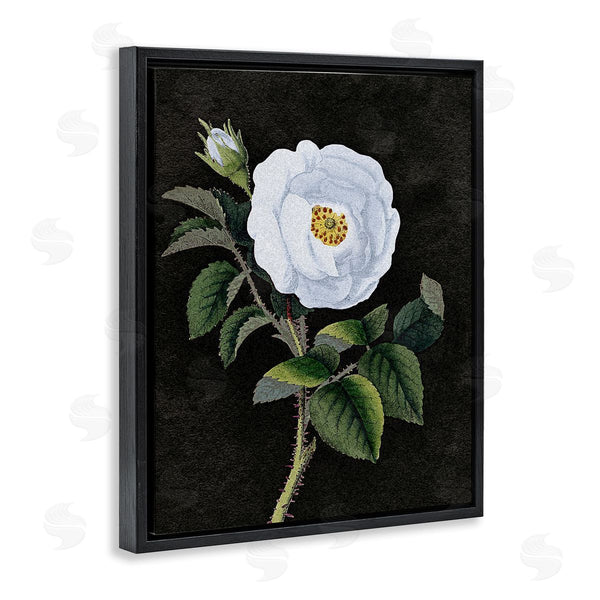 Stupell Industries Stupell Studio | White Poppy Illustration Vintage