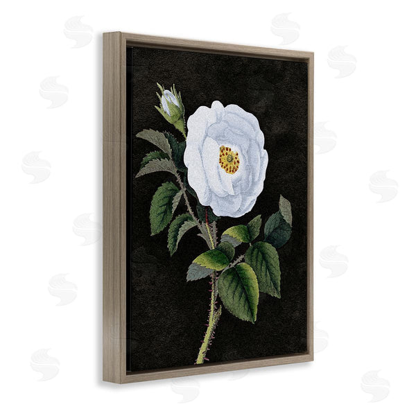 Stupell Industries Stupell Studio | White Poppy Illustration Vintage