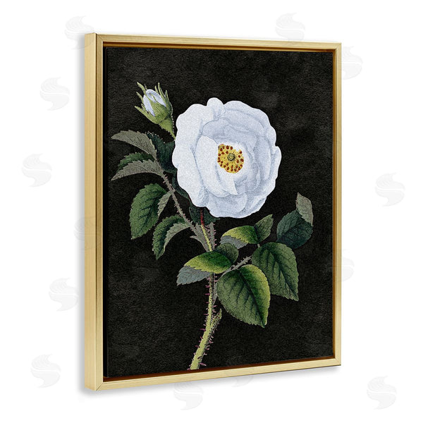 Stupell Industries Stupell Studio | White Poppy Illustration Vintage