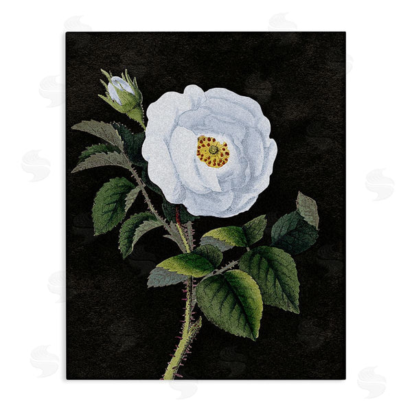 stupell industries Stupell Studio | White Poppy Illustration Vintage