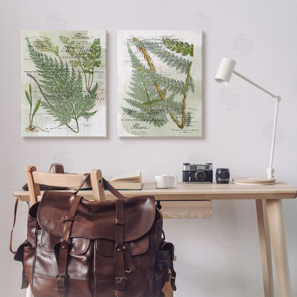 Stupell Industries Stupell Studio | Woodland Fern Botanical Latin Study Wall Art