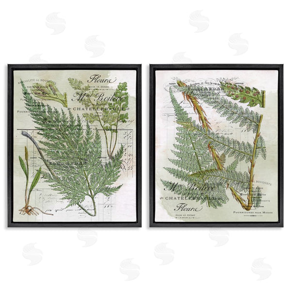 Stupell Industries Stupell Studio | Woodland Fern Botanical Latin Study Wall Art
