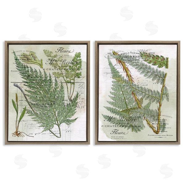 Stupell Industries Stupell Studio | Woodland Fern Botanical Latin Study Wall Art