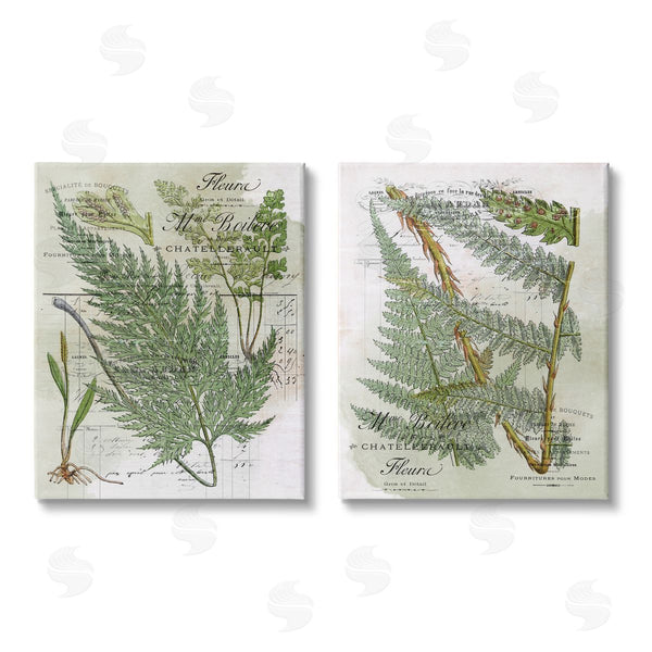 stupell industries Stupell Studio | Woodland Fern Botanical Latin Study Wall Art