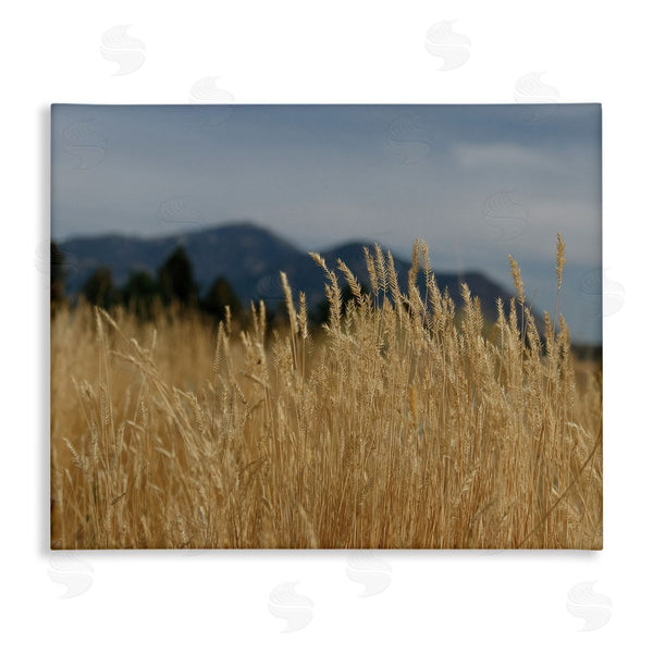 stupell industries Sue Schlabach | Wheat Field Landscape Wall Art