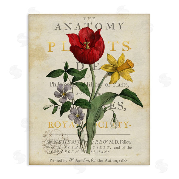 stupell industries Susan Arnot | Antique Anatomy of Plants
