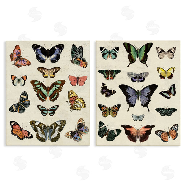 stupell industries Susan Arnot | Antique Butterfly Collection