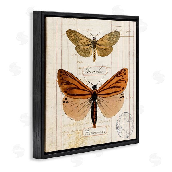 Stupell Industries Susan Arnot | Butterfly Latin Studies