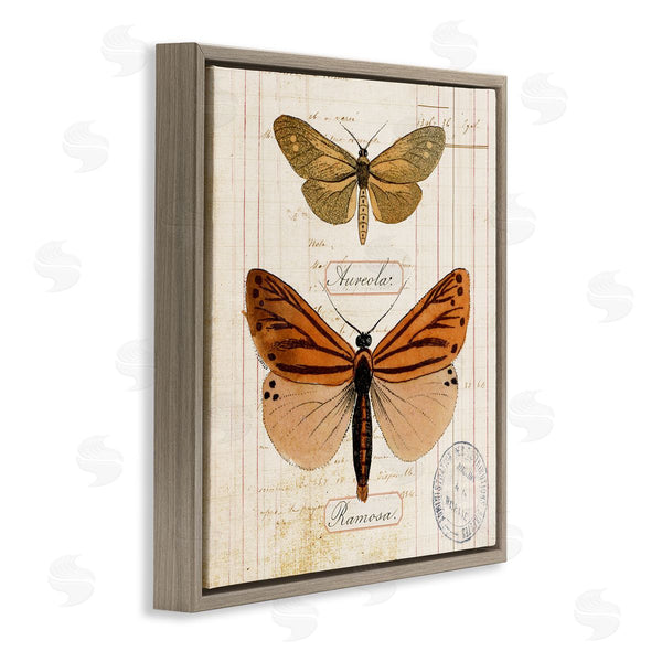 Stupell Industries Susan Arnot | Butterfly Latin Studies