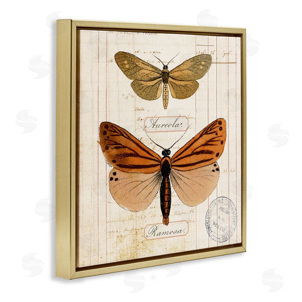 Stupell Industries Susan Arnot | Butterfly Latin Studies