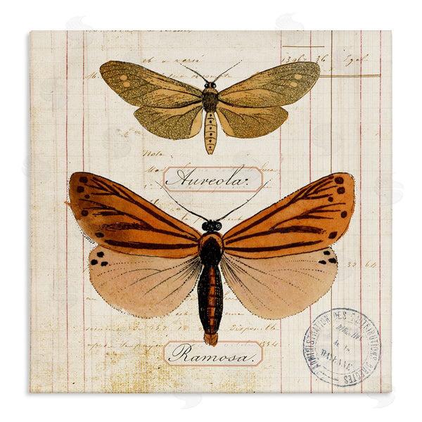 stupell industries Susan Arnot | Butterfly Latin Studies