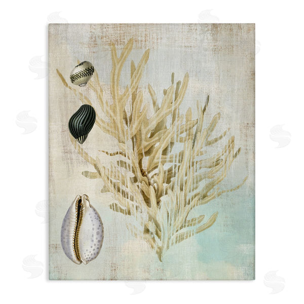 stupell industries Susan Arnot | Coral Branch & Cowrie Shells Wall Art