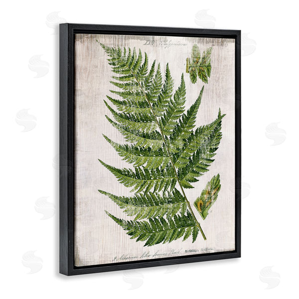 Stupell Industries Susan Arnot | Distressed Fern Leaf