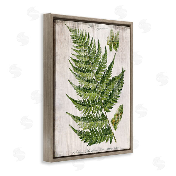 Stupell Industries Susan Arnot | Distressed Fern Leaf