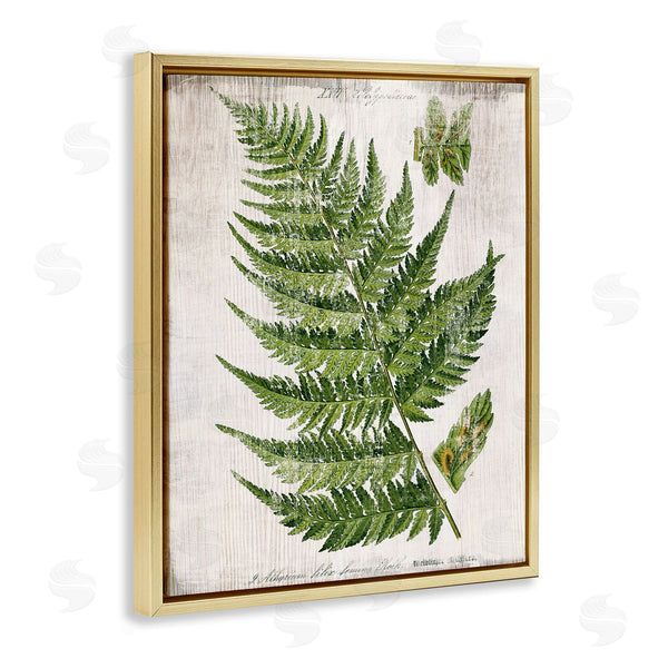 Stupell Industries Susan Arnot | Distressed Fern Leaf