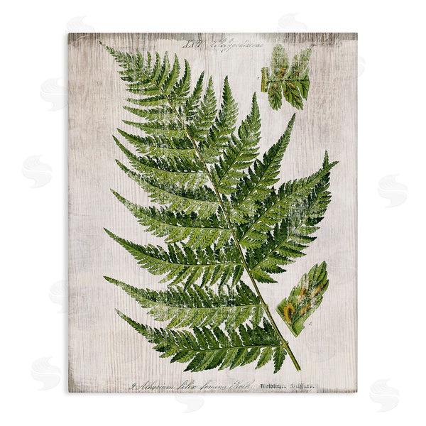 stupell industries Susan Arnot | Distressed Fern Leaf