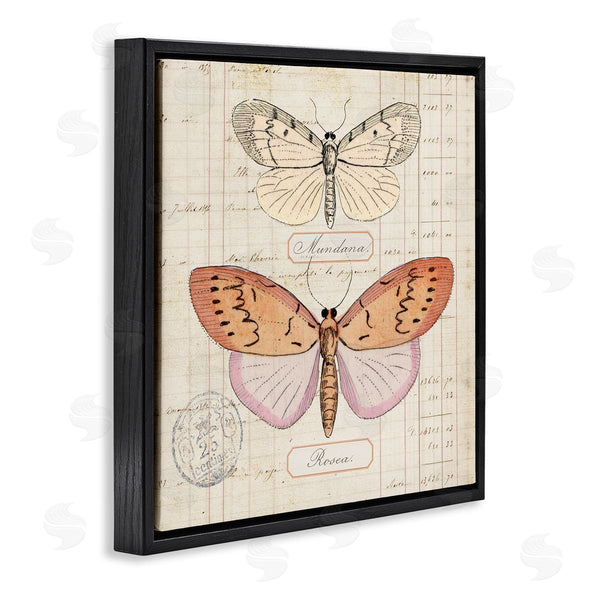Stupell Industries Susan Arnot | Drawn Butterfly Studies