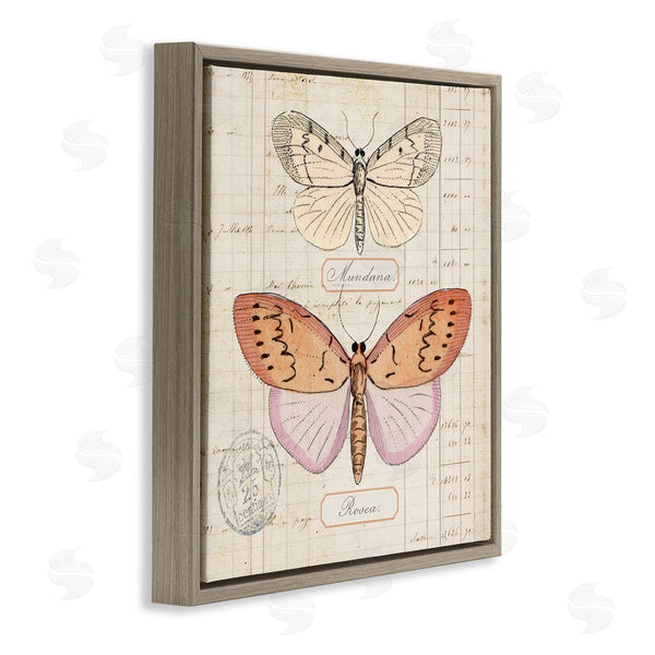 Stupell Industries Susan Arnot | Drawn Butterfly Studies