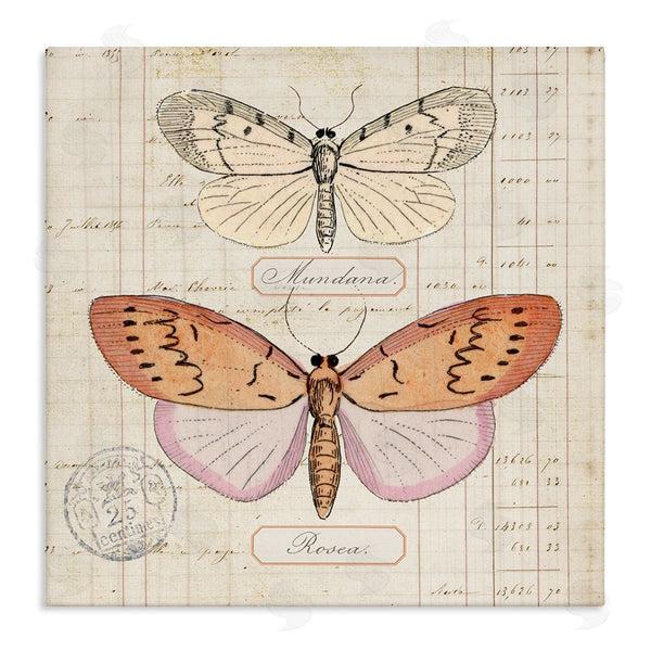 stupell industries Susan Arnot | Drawn Butterfly Studies