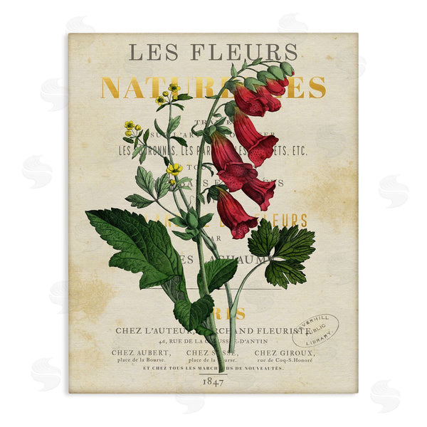 stupell industries Susan Arnot | Flower over Aged French Page Wall Art