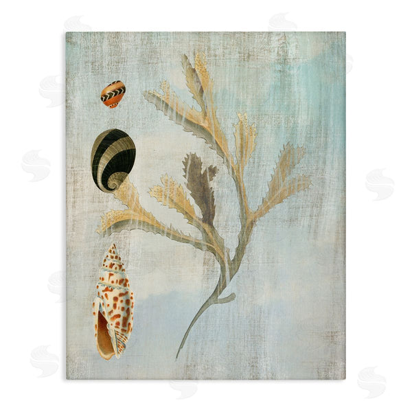 stupell industries Susan Arnot | Mixed Seashells & Coral