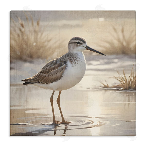 stupell industries Susan Arnot | Sunlit Sandpiper in Shallow Water