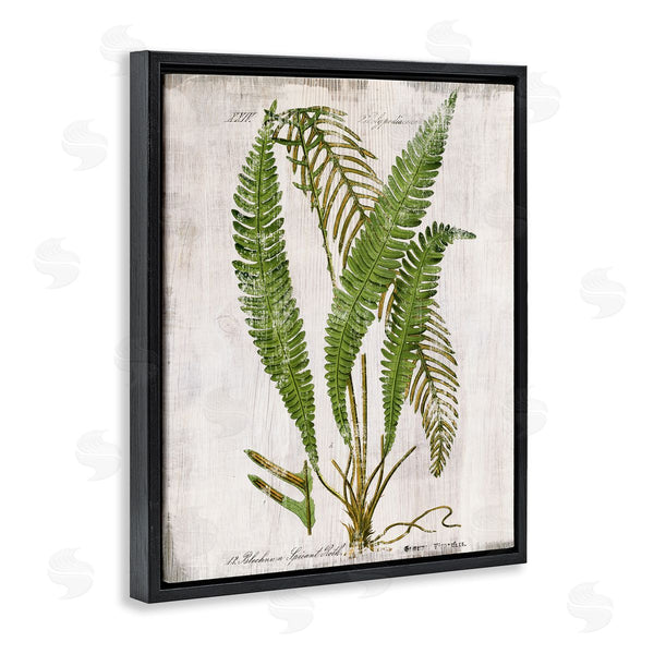 Stupell Industries Susan Arnot | Thin Fern Leaves Study