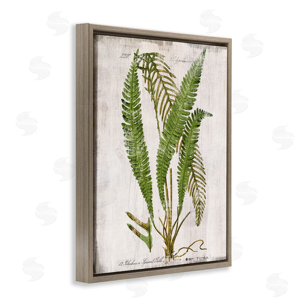Stupell Industries Susan Arnot | Thin Fern Leaves Study
