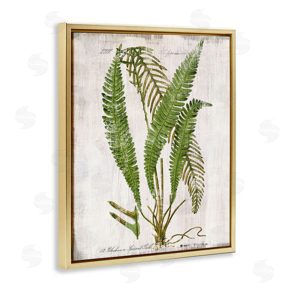 Stupell Industries Susan Arnot | Thin Fern Leaves Study