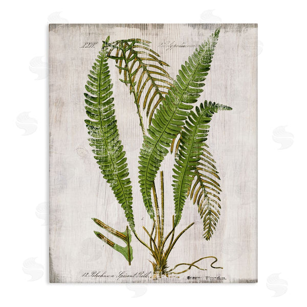 stupell industries Susan Arnot | Thin Fern Leaves Study