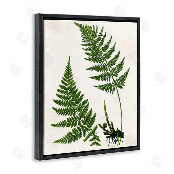 Stupell Industries Susan Arnot | Two Ferns Nature Study