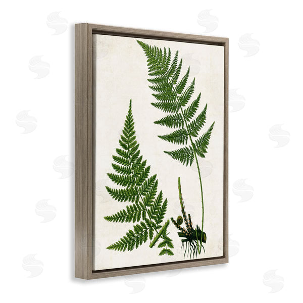 Stupell Industries Susan Arnot | Two Ferns Nature Study