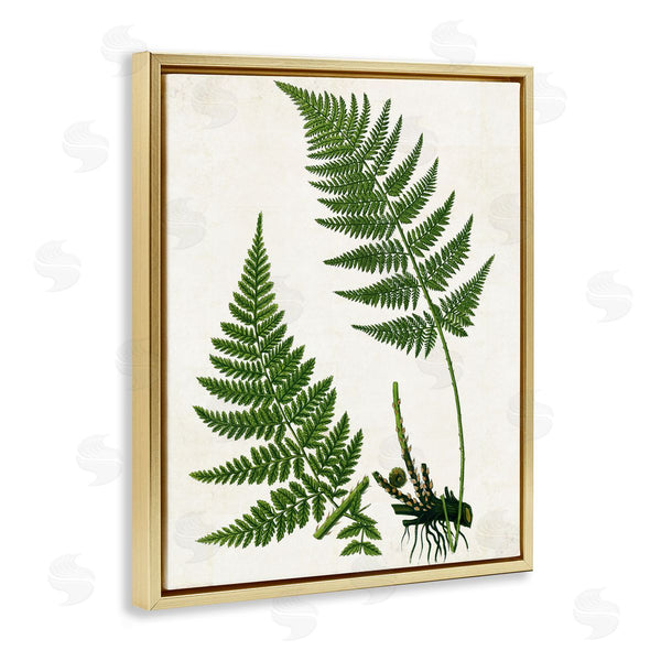 Stupell Industries Susan Arnot | Two Ferns Nature Study