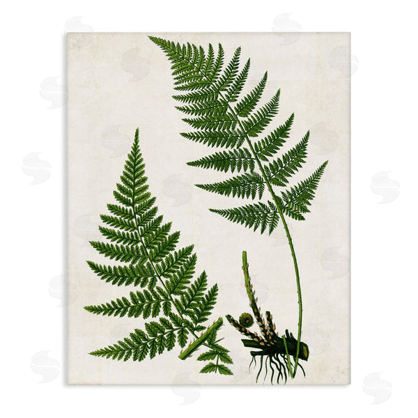 stupell industries Susan Arnot | Two Ferns Nature Study