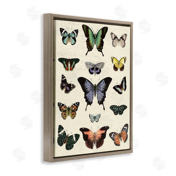 Stupell Industries Susan Arnot | Varied Vintage Butterflies