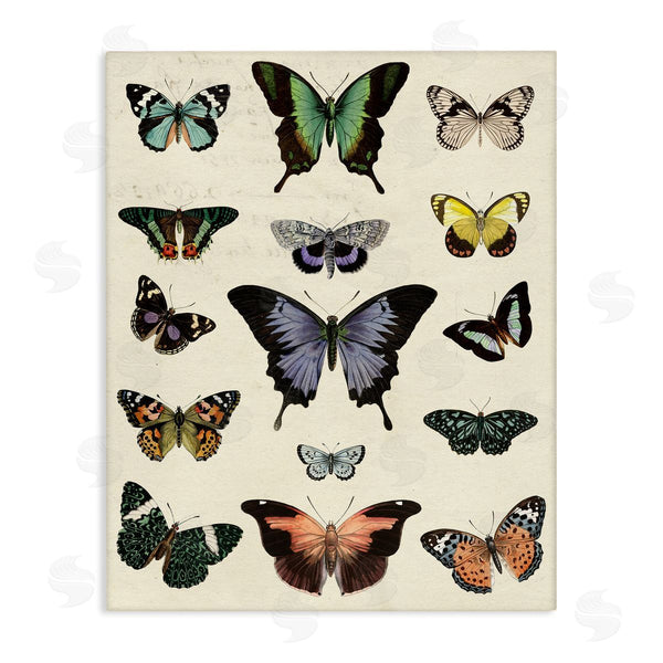 stupell industries Susan Arnot | Varied Vintage Butterflies