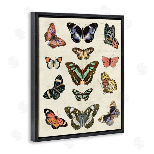 Stupell Industries Susan Arnot | Vintage Butterfly Breeds