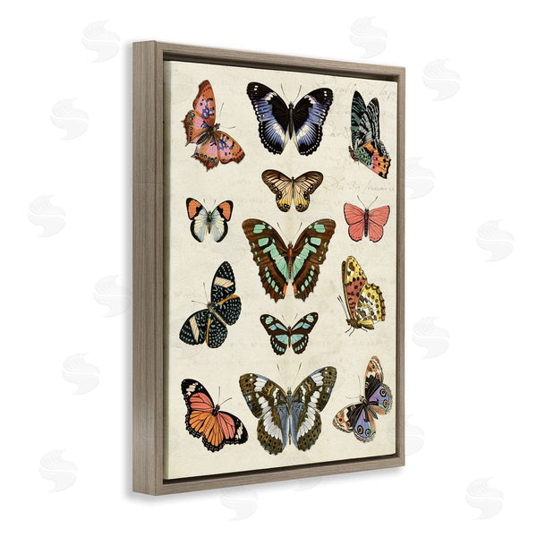 Stupell Industries Susan Arnot | Vintage Butterfly Breeds